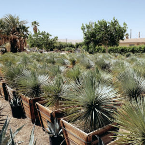 Sunland Cactus Nursery