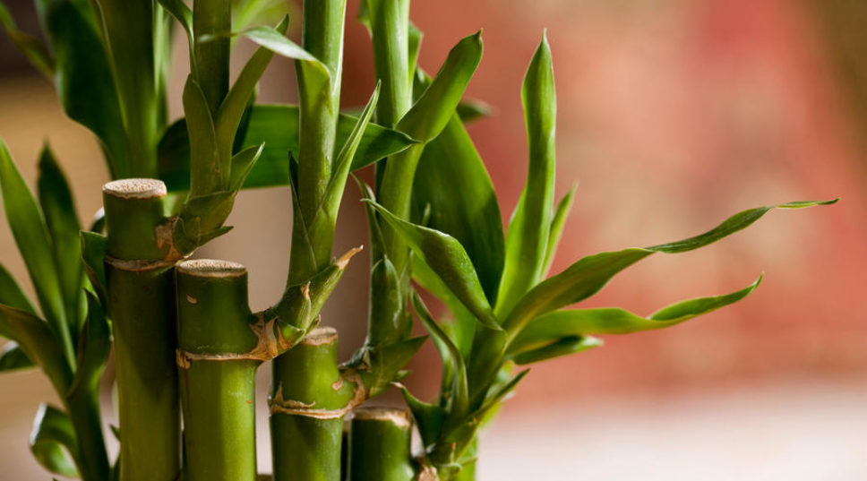 How to Grow Bamboo as a Houseplant