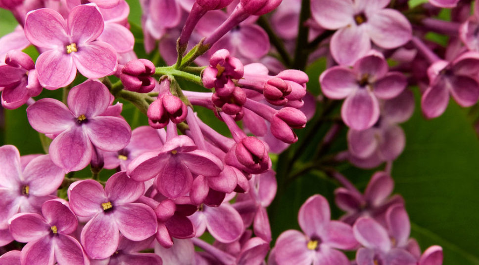 Our Favorite Fragrant Flowers