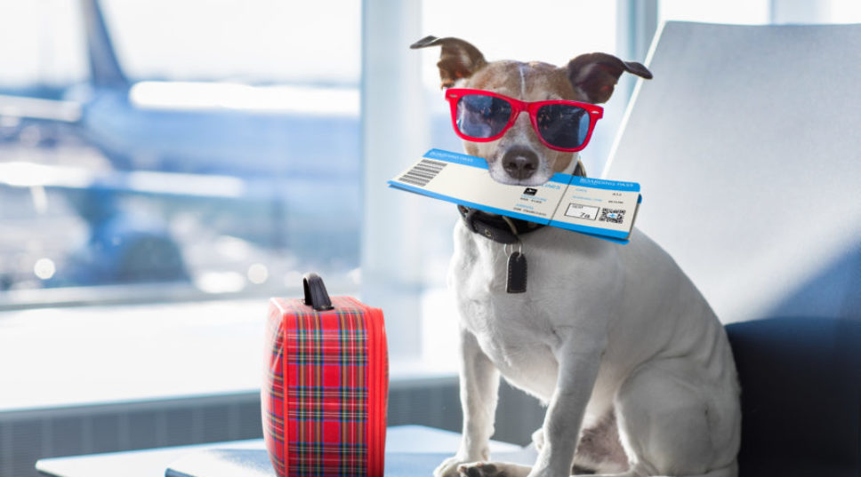 Airlines Are Changing Their Pet Policies