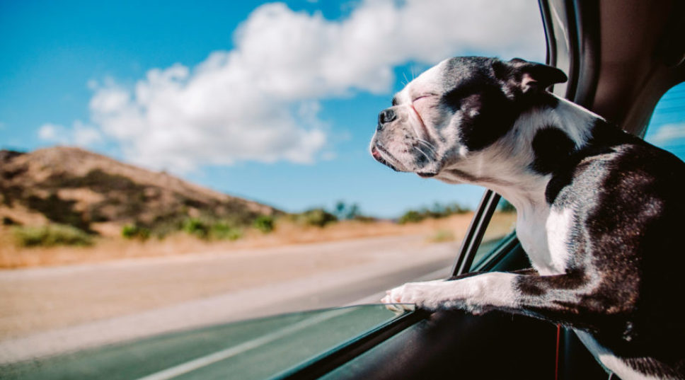 Traveling with Dogs? Check out These Amazing New Perks