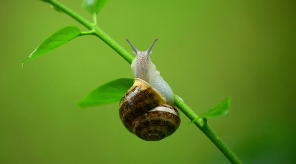 Gentle Pest Controls