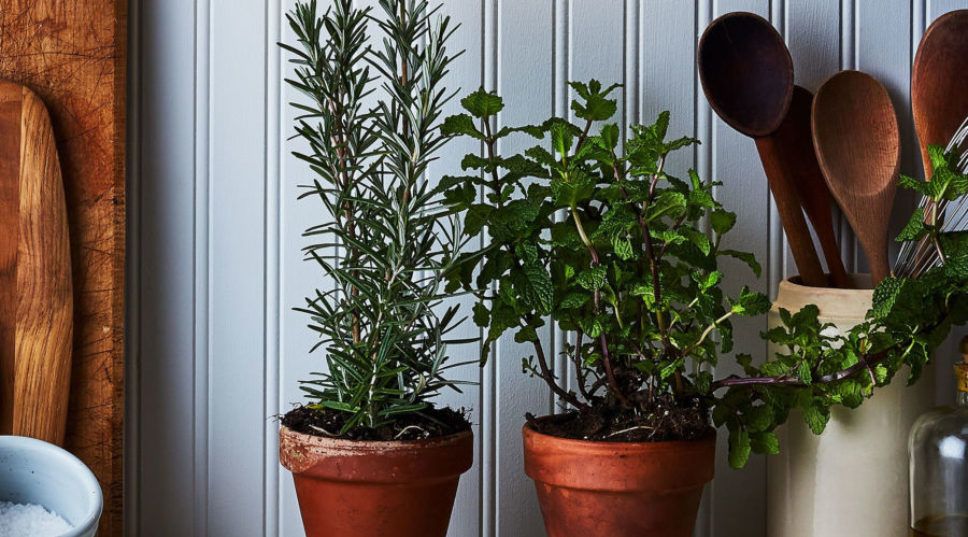 Top 10 Fragrant Houseplants