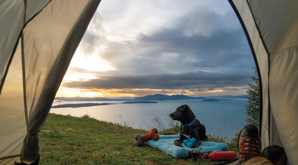 13 Essential Pieces of Camping Gear for Your Dog