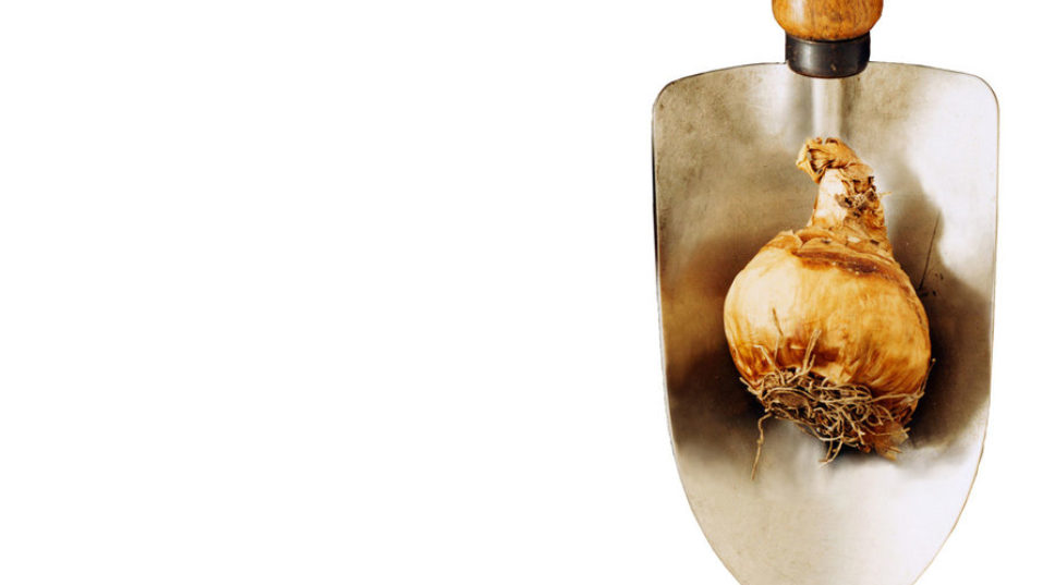 Planting and care of Cape bulbs