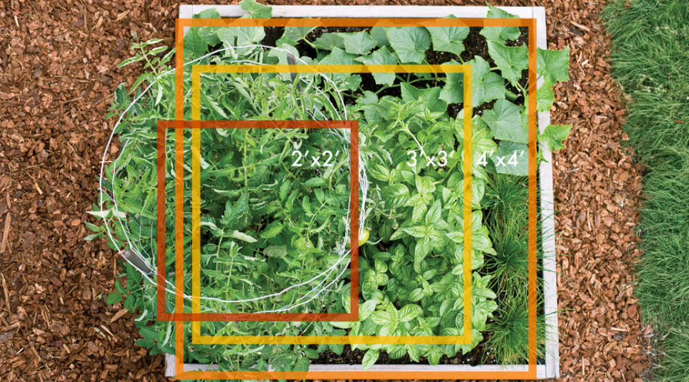How to Grow Veggies in 2–4 Square Feet