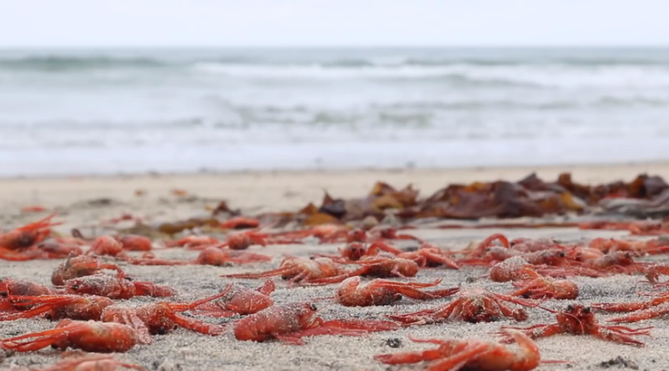 Why are baby lobsters washing up on a Mexican beach?