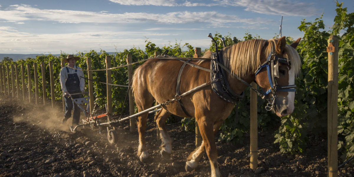 This Vineyard Is Farmed Entirely with Horses. Here’s How—and Why