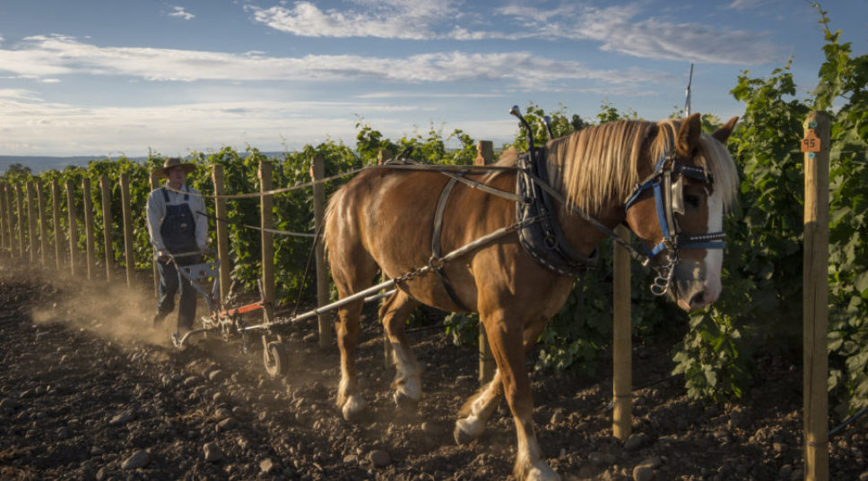This Vineyard Is Farmed Entirely with Horses. Here's How—and Why