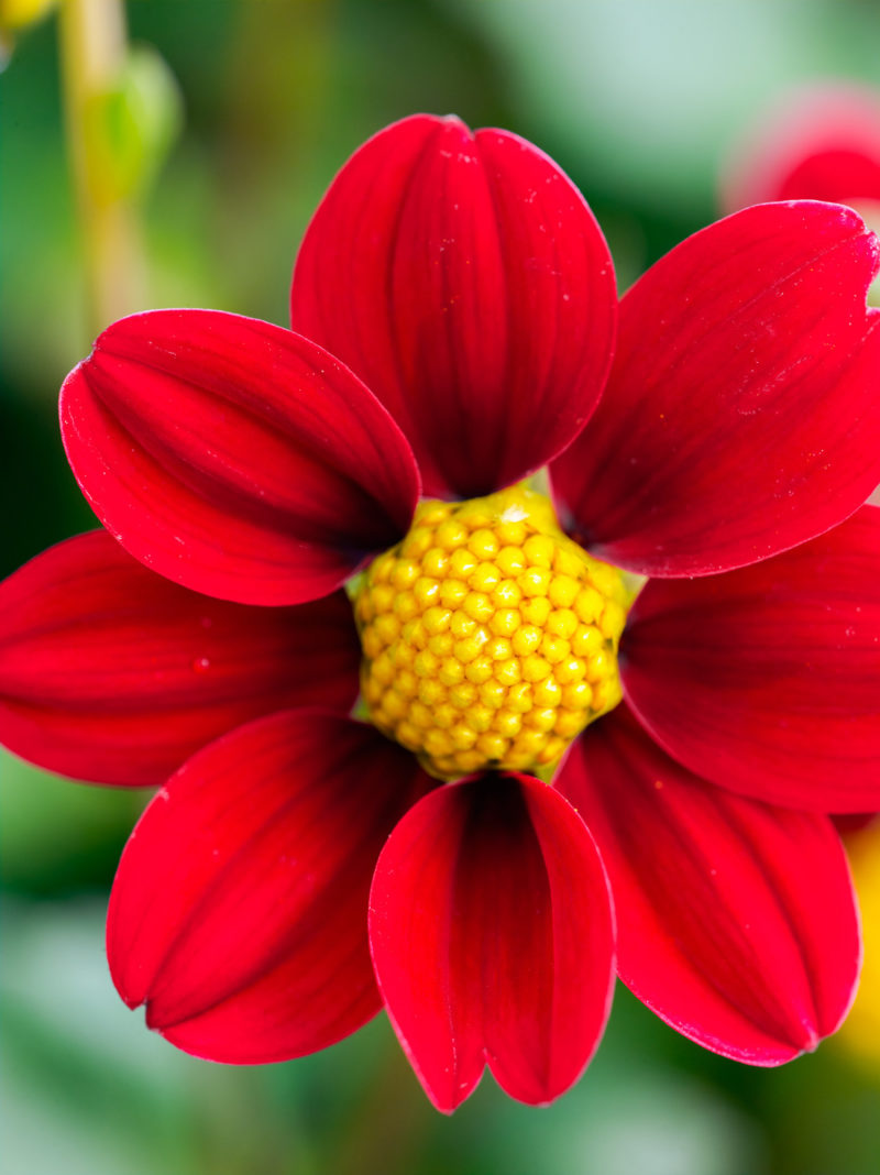 50 Dahlias Sunset Magazine