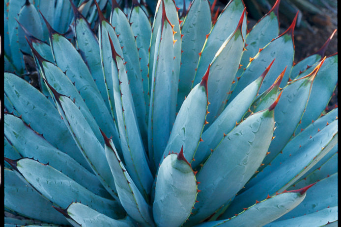 The Most Beautiful Agave Plants And How To Care For Them Sunset Sunset Magazine,Virginia Sweetspire Little Henry