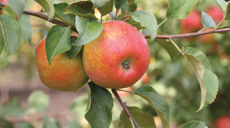 The Best Apple Trees to Grow in Your Home Garden