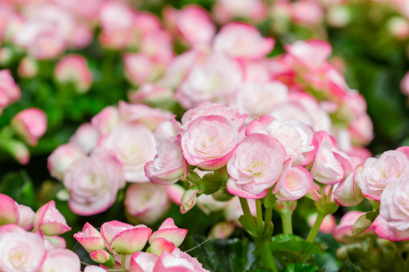 10 Beautiful Begonias