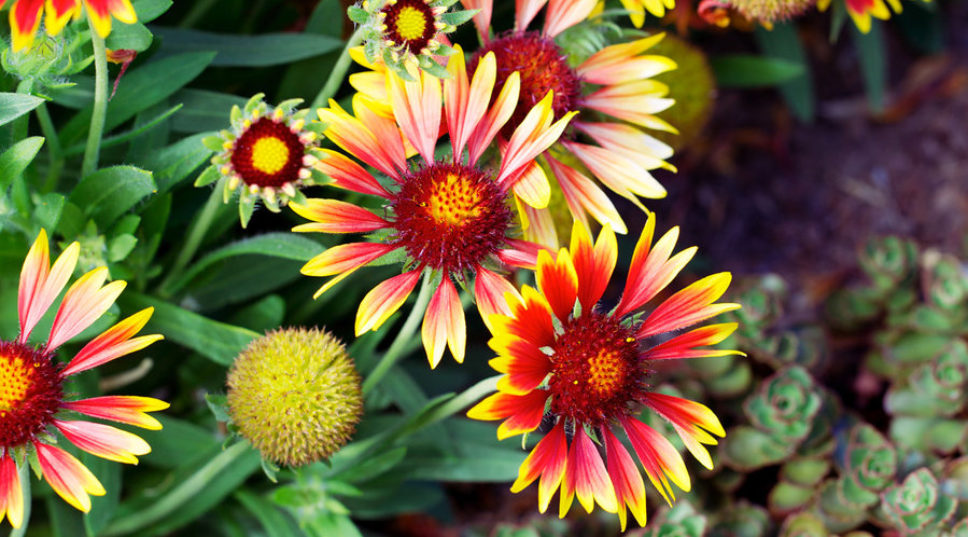 Water-Wise Plants That Go Way Beyond Succulents