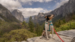 Dog at Yosemite National Park
