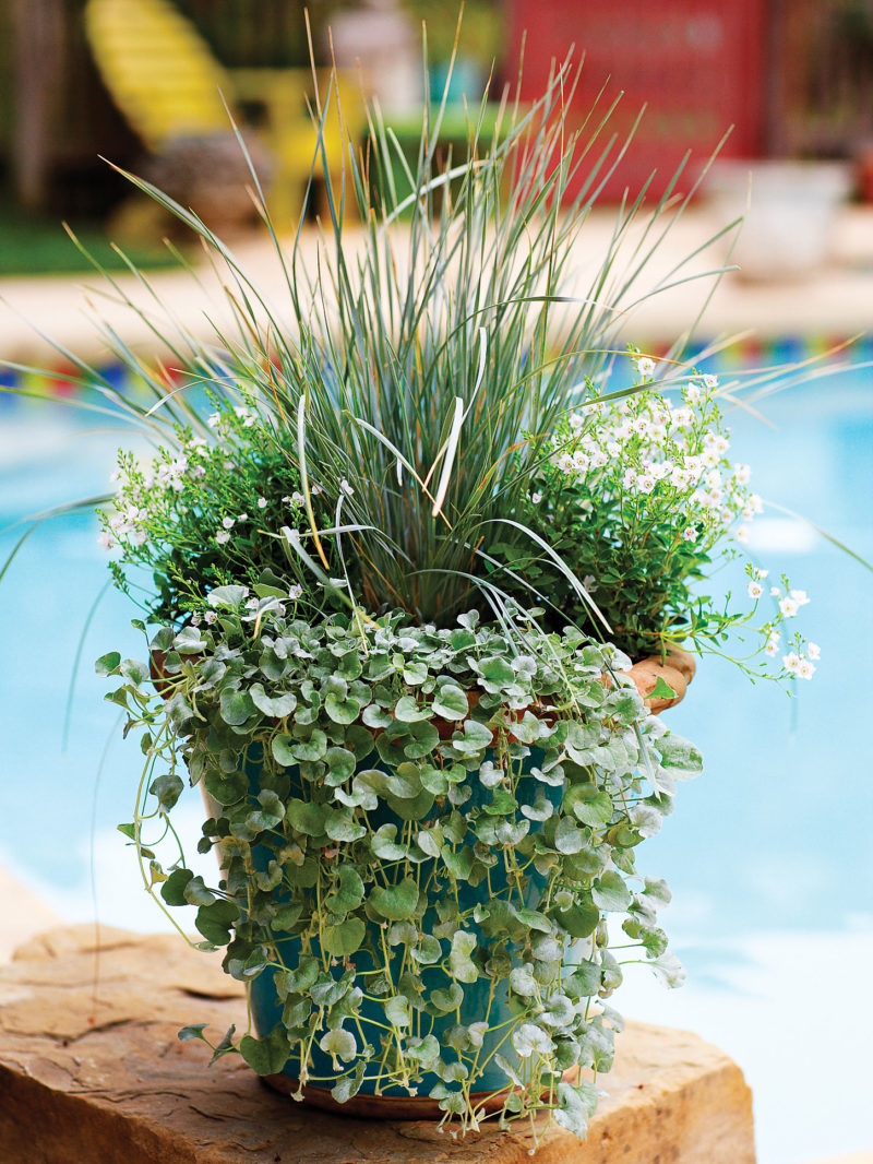A container garden is the ultimate accessory for your ...