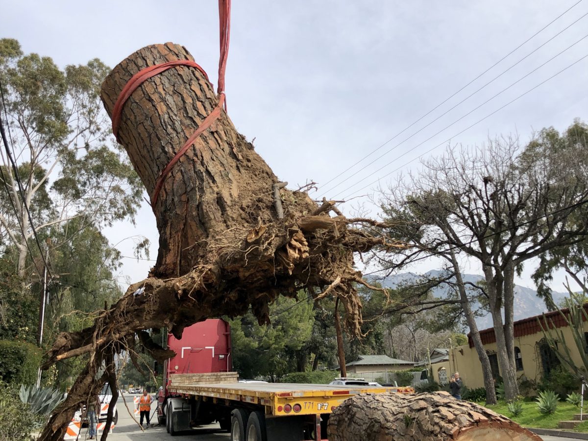Angel City Lumber Reclaimed Tree Stump