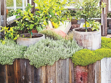 Sunset Magazine Backyard Gardens Design