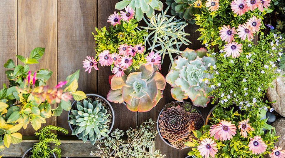 Sufferin' Succulents! Beautify Outdoor Spaces with These Easy Containers