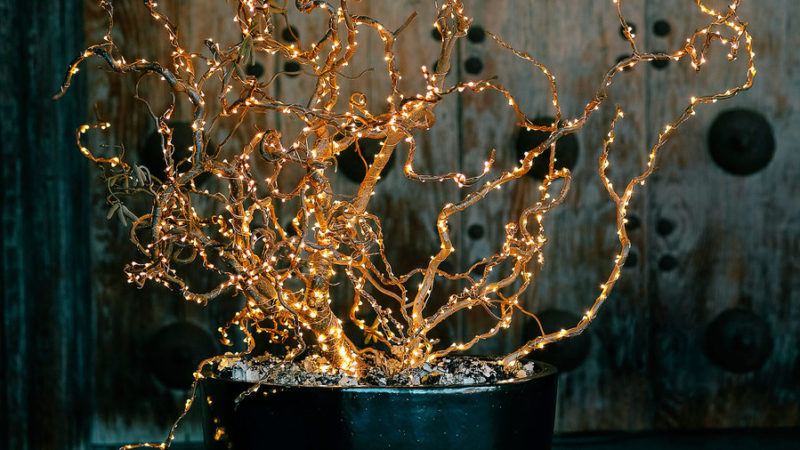 Tree of light