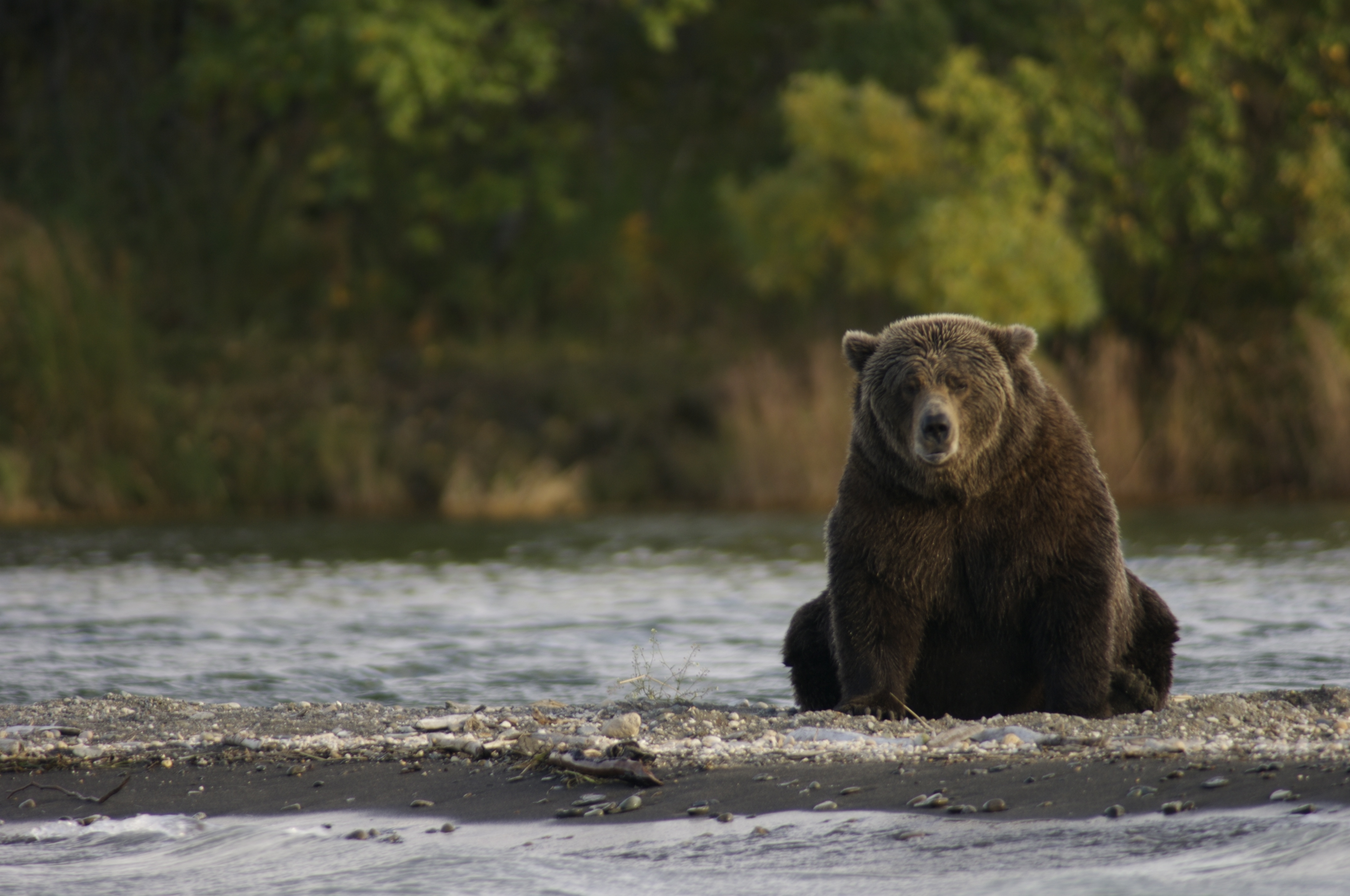 Wildlife watching. Бурый медведь в Карелии. Бурый медведь на Аляске. Медведь на реке. Одинокий медведь.