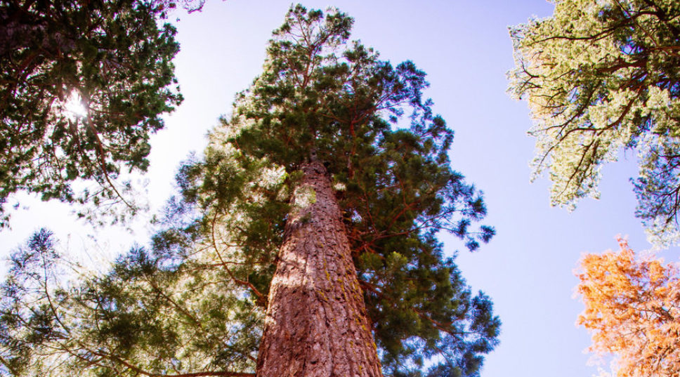 Yosemite’s Giant Sequoias Are Back in Business