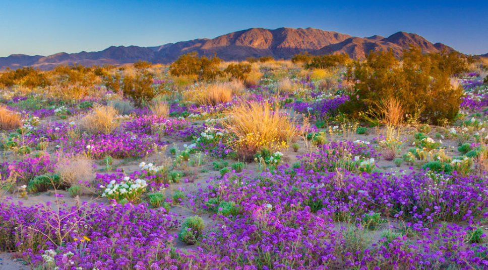 Find the Real Super Blooms This Summer with the Ultimate Floral Road Trip