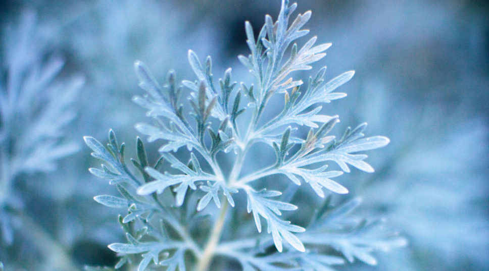 9 Shrubs for Foliage Color