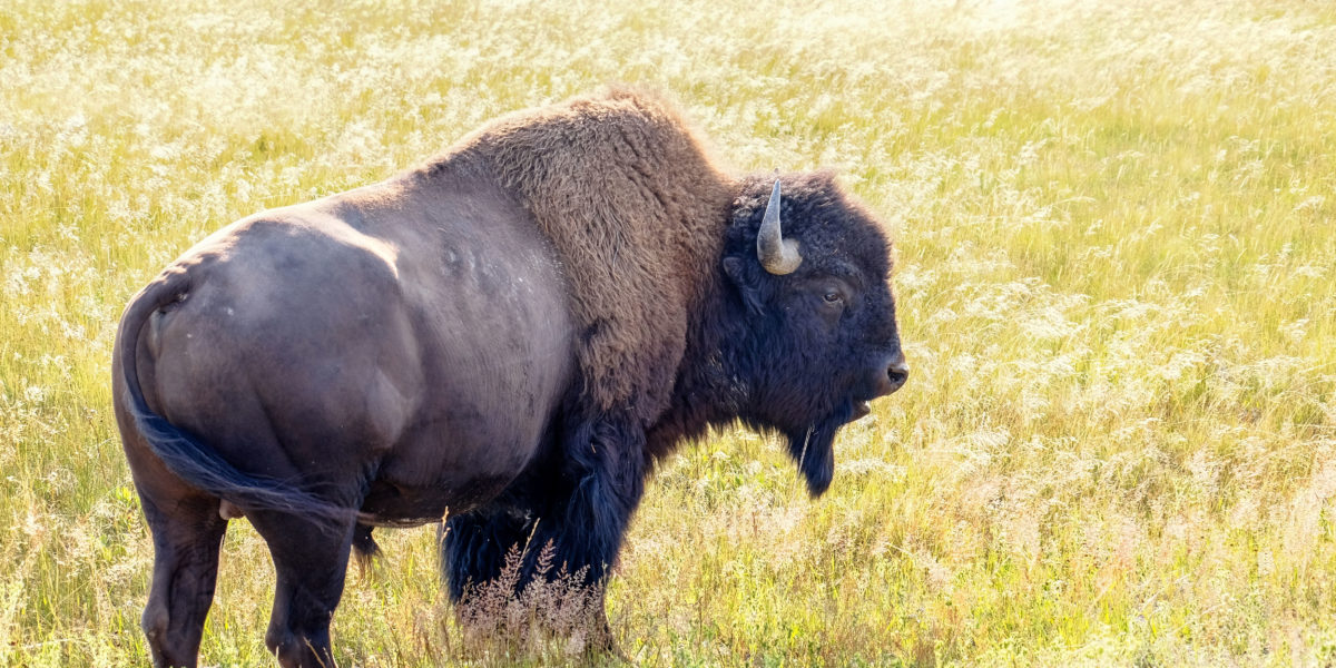 Wildlife Watching at Yellowstone National Park