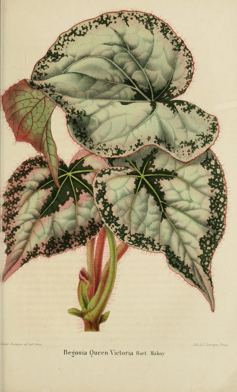 These Vintage Botanical Illustrations Will Have You Gaping in Wonder