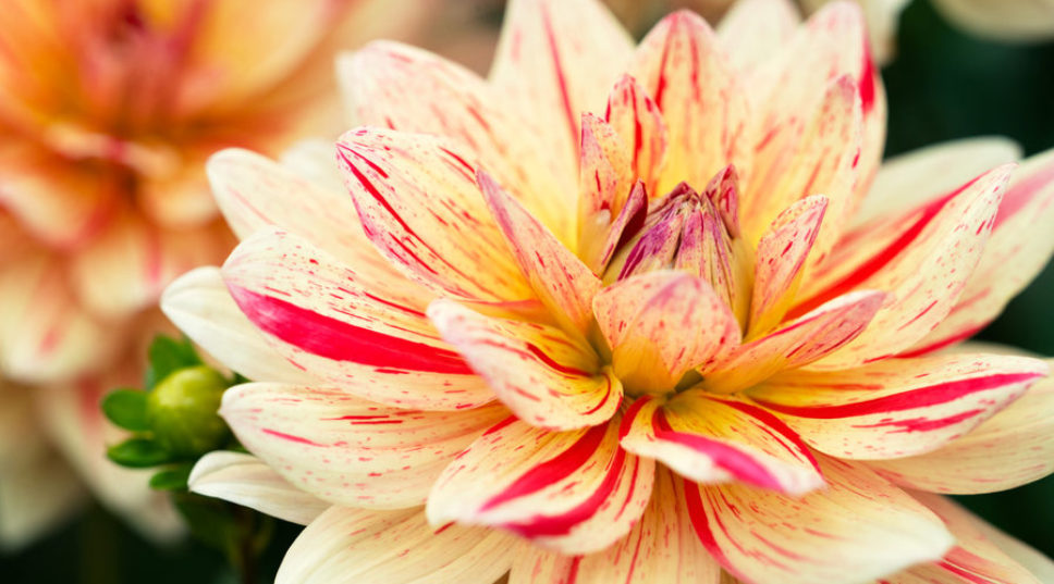 Bask in the Glory of These Drool-Worthy Dahlias