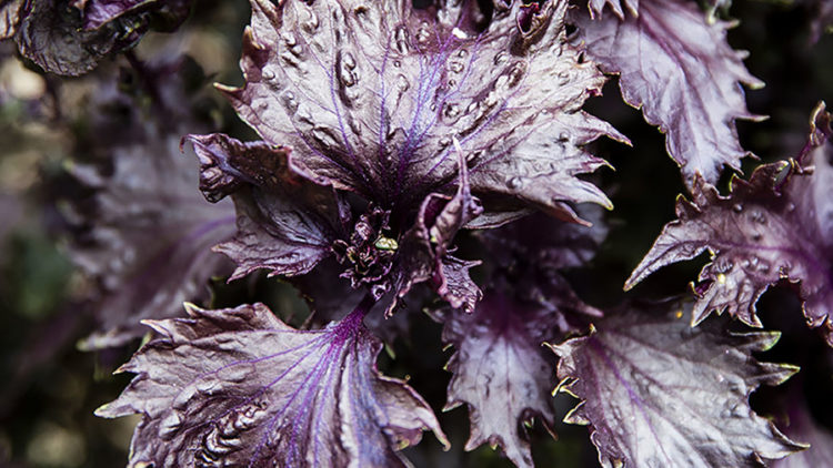 red-shiso
