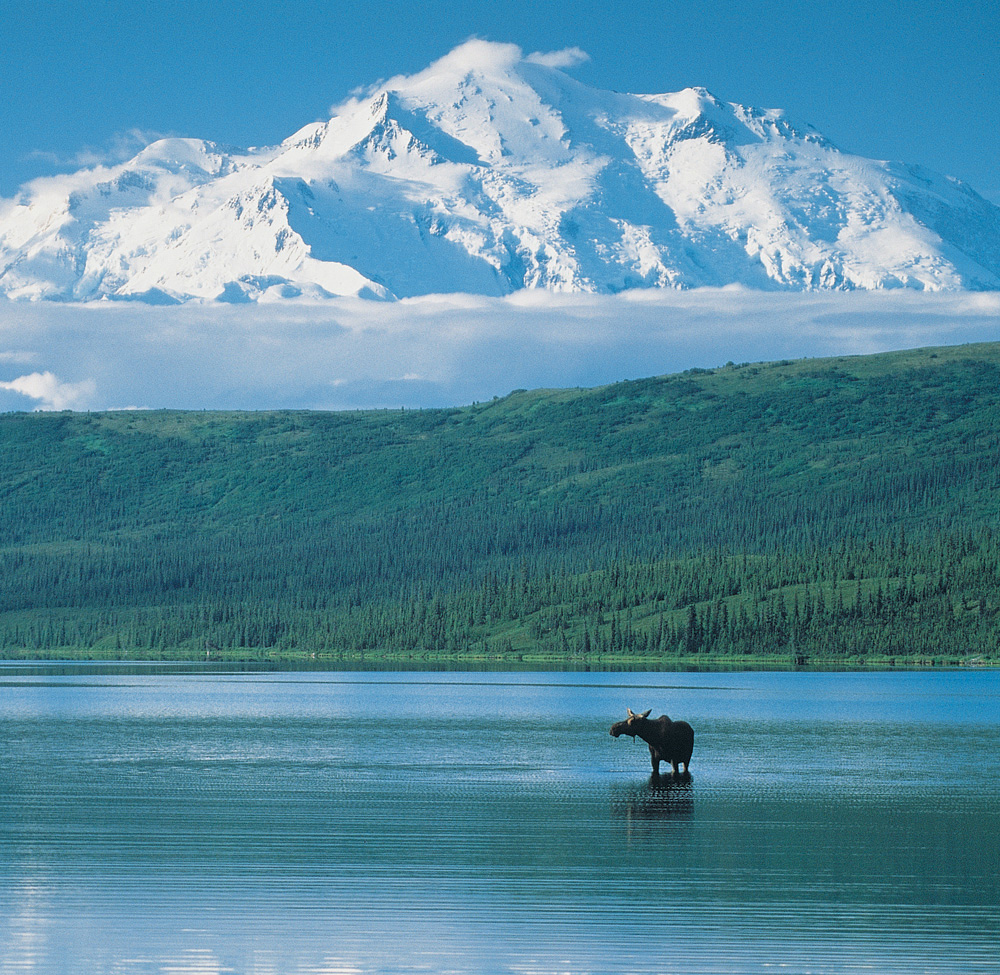 Denali National Park & Preserve scene with moose