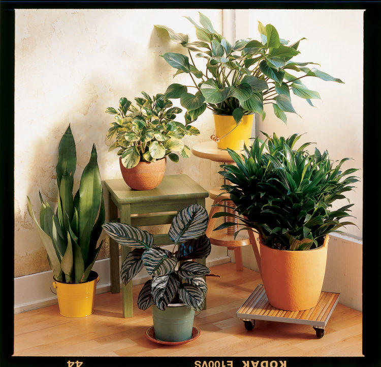 30 Common Toxic Houseplants From A Z