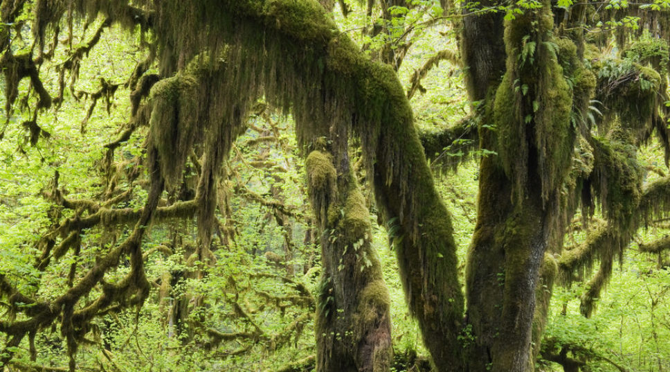 8 Wild and Beautiful Things You Have to See at Olympic National Park