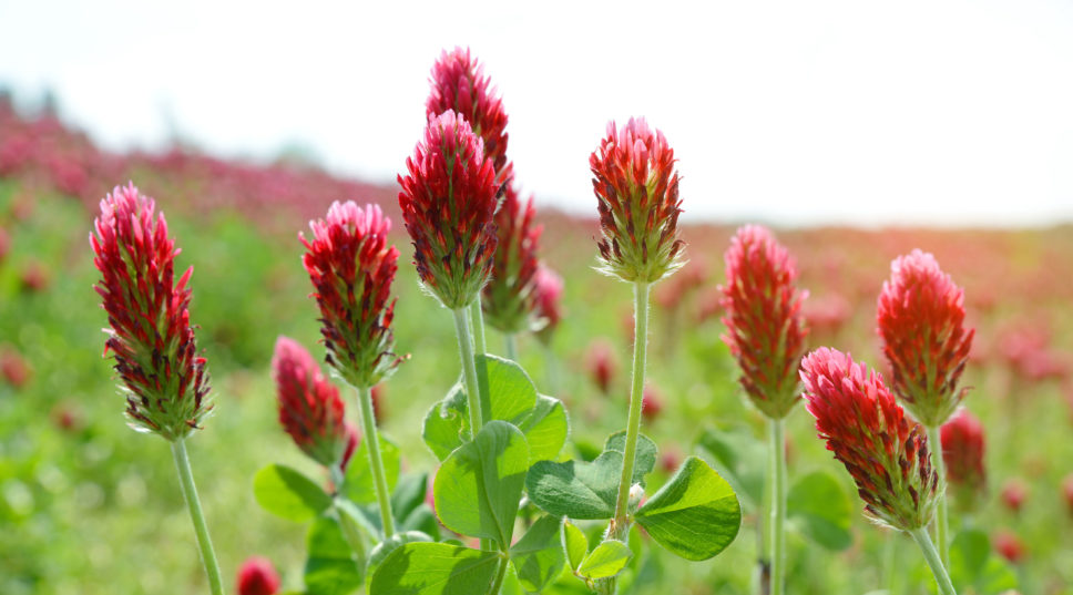 Top 10 Cover Crops for Your Fall Garden