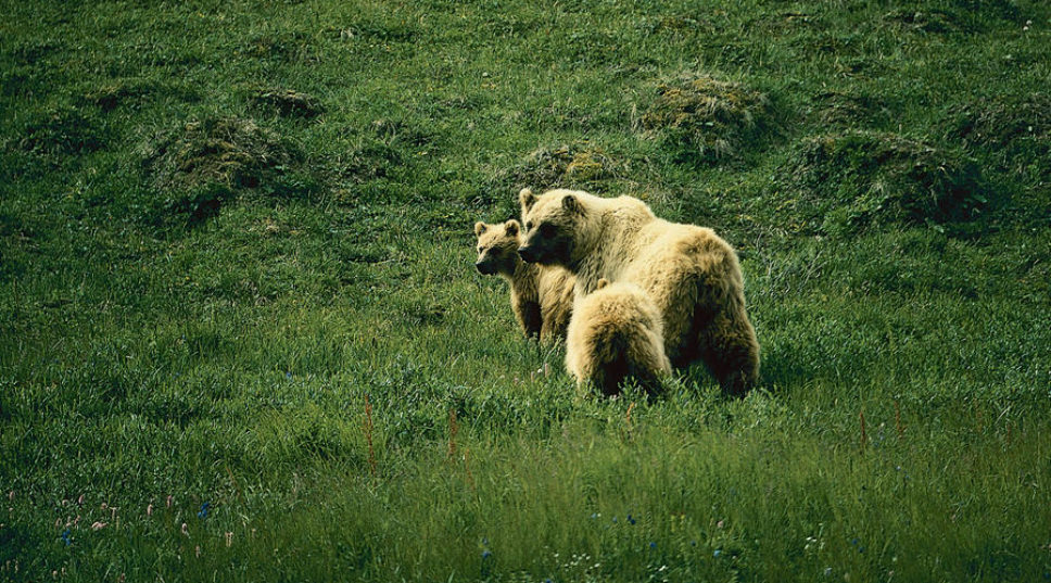 Two Fall Adventures in Alaska