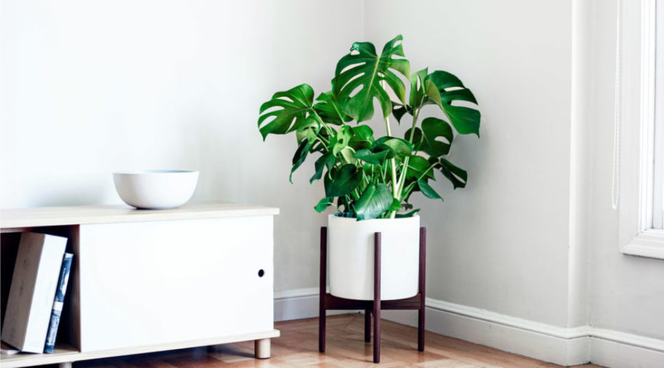 Where to Buy Plants Online and Fulfill All of Your Houseplant #Goals