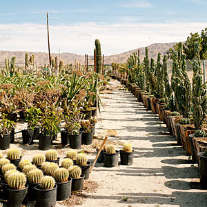 Mariscal Cactus & Succulents
