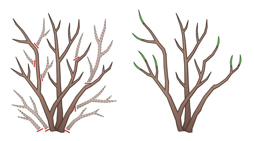 Basic Pruning Cuts