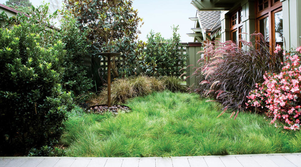 How to Plant a No-Mow Lawn