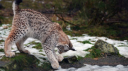 Look for Lynx in Colorado