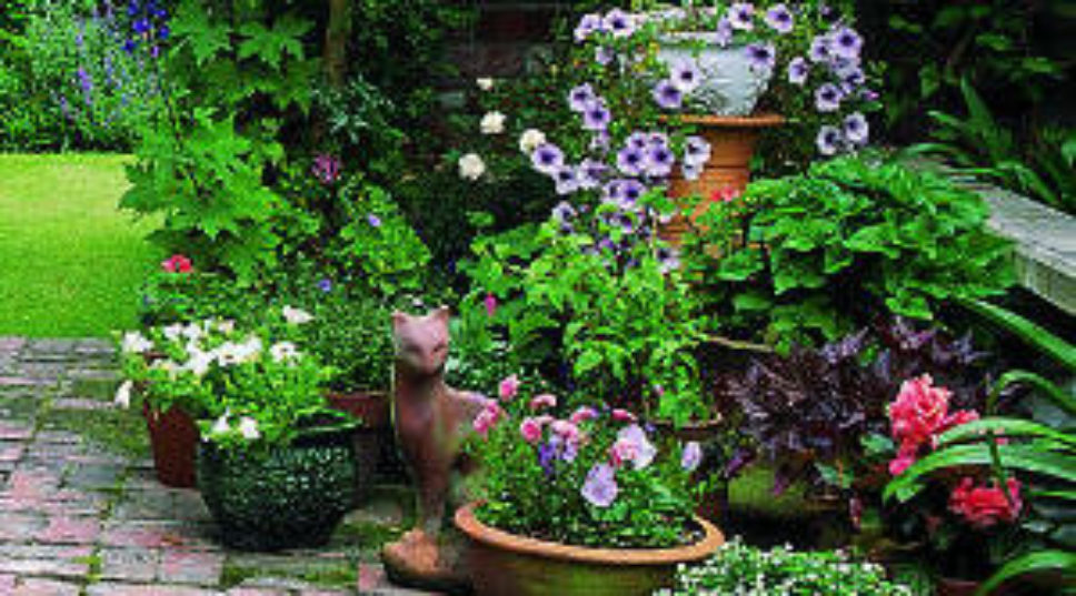 The Basics: Gardening in Containers