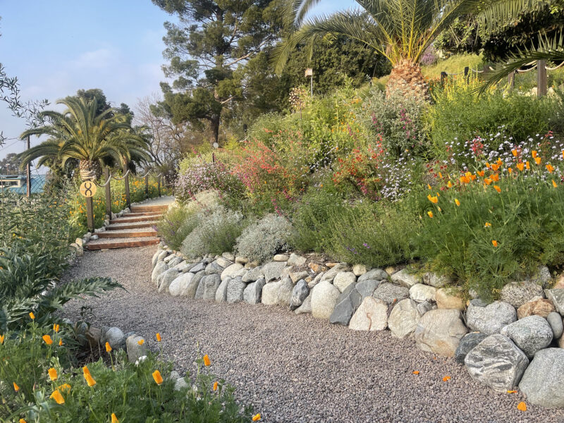 How to See Theodore Payne Native Plant Garden Tour This Year