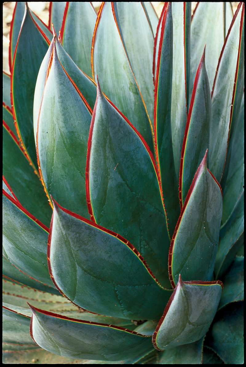 16 Gorgeous Agave Plants - Sunset Magazine