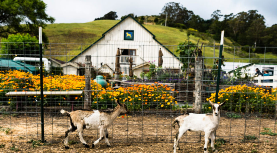Top 10 Farms to Visit for Family Fun