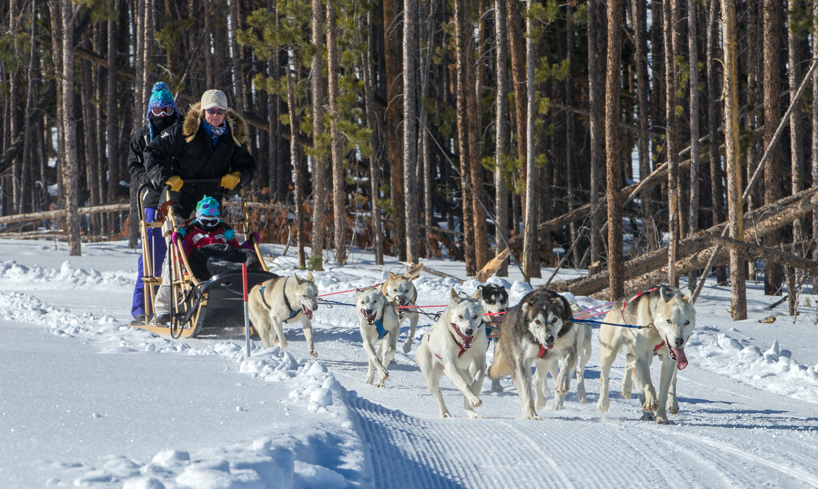 dog-sledding-at-snow-mountain-ranch