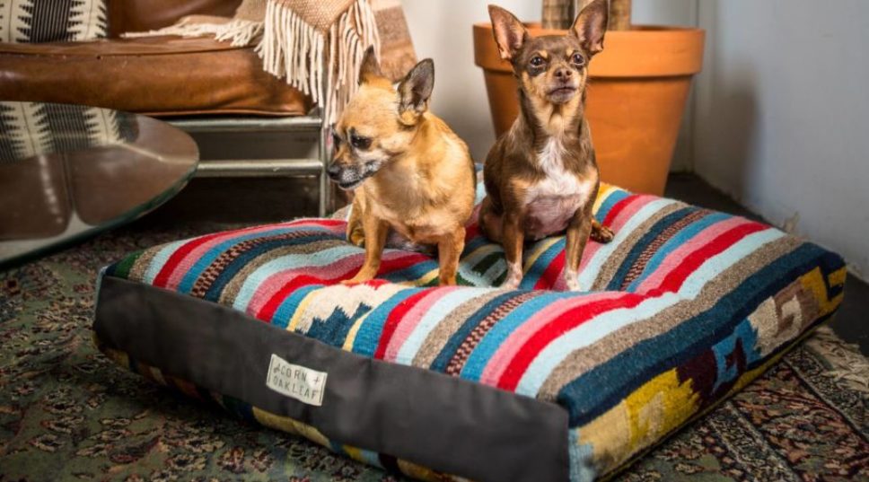 7 Stylish Pet Furniture Picks