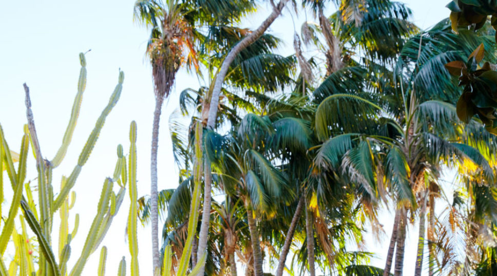 How the Palm Tree Became a Western Icon