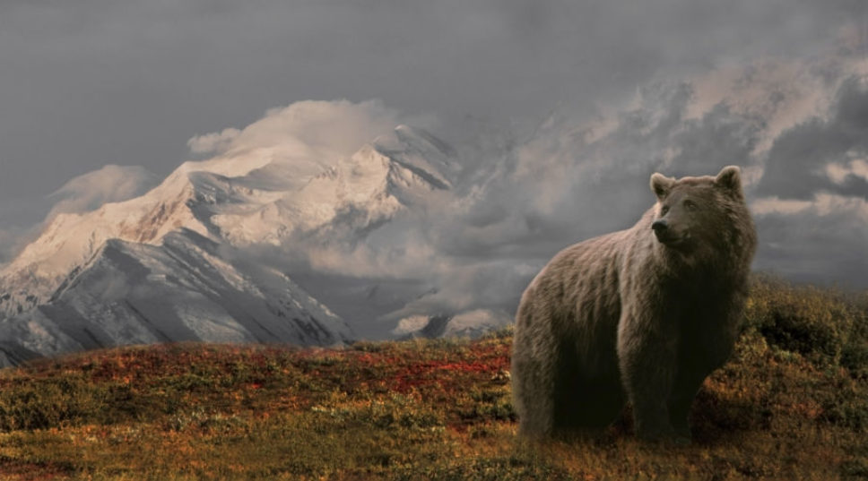 Grizzly Kills Hunter in Alaska National Park's Backcountry